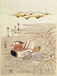 A Pair of Mandarin Ducks